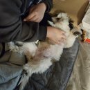 피플앤독힐링캠핑장 이미지