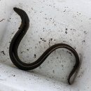 안석낚시터 이미지