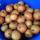 만리포헛개나무농장 이미지