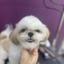 위드미펫살롱 이미지