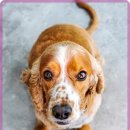 어울림 동물병원 이미지