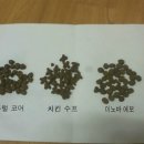 캣드림 이미지
