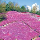 철쭉동산 이미지