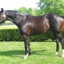 포레스트G1 이미지