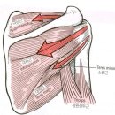 근골격계의 기능해부 및 운동학 이미지