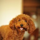 아마존펫 이미지