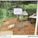 강아지이야기 이미지