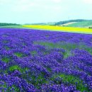 반려동물 아로마 테라피 자격증 이미지