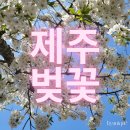 예래동-3 | (3월29일) 제주도 벚꽃 명소 3곳 방문 후기 개화상태 비교🌸제주대/장전리/예래동