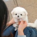 더 샵 동물메디컬센터 이미지