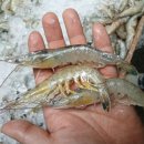 진이수산 이미지