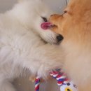 그루밍멍멍 이미지