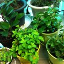 페페로미아 이미지