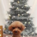 도그살롱바른핏 이미지