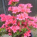 진달래농장 이미지