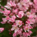 블라썸필드 이미지