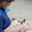 코아동물병원 이미지