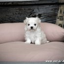 히든밸리켄넬 이미지