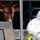 동물의 왕국 이미지