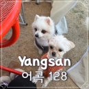 어곡 | 부산 근교 양산 애견카페 어곡128 목욕 후기