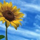 해바라기 이미지