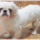 똥꼬발랄 이미지