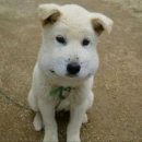 장유하나치과의원 | 사랑니랑 이별한 썰 / 사랑니 발치 후기 / 쏙쏙사랑니치과의원