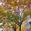 서울참새 이미지