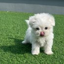 퓨어펫 강아지분양 고양이분양 울산점 이미지