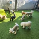 댕스미스 이미지