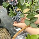 목천농장 | (천안) 블루베리 수확 체험 목천나무꾼