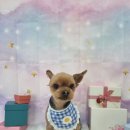 얼렁오시개 이미지