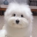 제주 애견 아가야 이미지