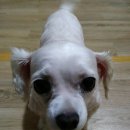 이화동물병원 이미지