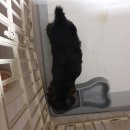 달링하이 강아지분양 밀양점 이미지