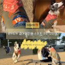 오키토키 | [오키토키] 강아지나시 중대형견옷 oktk 착용 후기