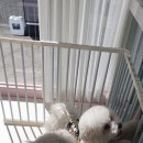 동글하개 이미지