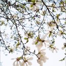 봄날-산책 이미지