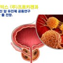 프로 카젠 이미지