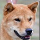 까치말진돗개농장 이미지