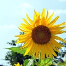 창녕조씨 삼강정려 이미지