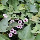 솔길농장 이미지