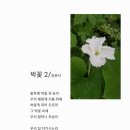 박꽃 2 이미지