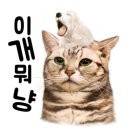 신비돌스 랙돌 캐터리 이미지