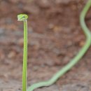 오케바리 이미지