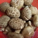표고버섯의 효능 이미지