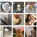 멍집사 이미지