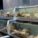 원조고바우식당 이미지