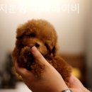 퍼피베이비 이미지