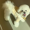 하이도기 이미지